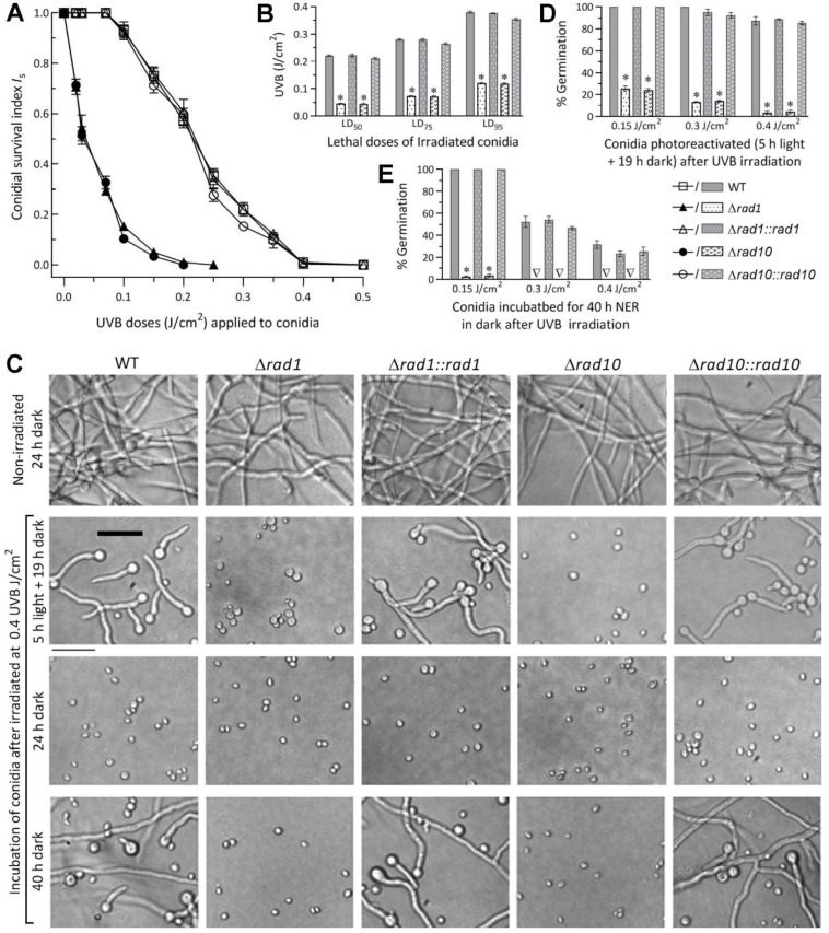 Rad1 and Rad10 Tied to Photolyase Regulators Protect Insecticidal Fungal Cells from Solar UV Damage by Photoreactivation.