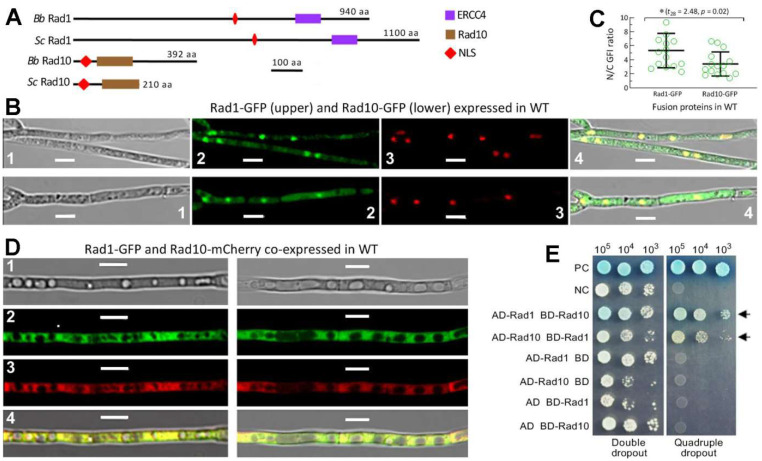 Rad1 and Rad10 Tied to Photolyase Regulators Protect Insecticidal Fungal Cells from Solar UV Damage by Photoreactivation.