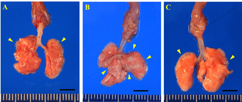 Chemical-induced lung tumor in Tg-rasH2 mice: a novel mouse tumor model to assess immune checkpoint inhibitors combined with a chemotherapy drug.