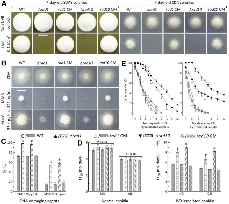 Rad1 and Rad10 Tied to Photolyase Regulators Protect Insecticidal Fungal Cells from Solar UV Damage by Photoreactivation.
