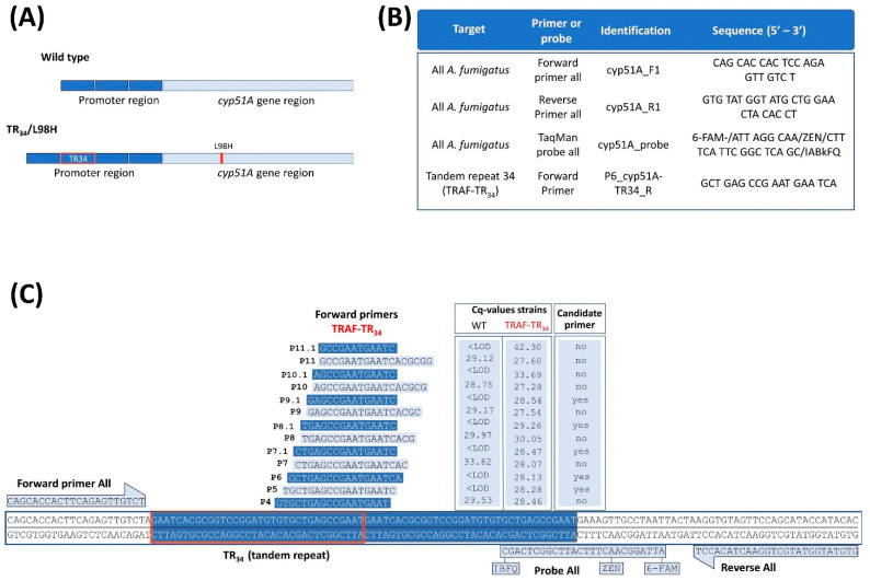 Quantitative PCR Effectively Quantifies Triazole-Susceptible and Triazole-Resistant <i>Aspergillus fumigatus</i> in Mixed Infections.