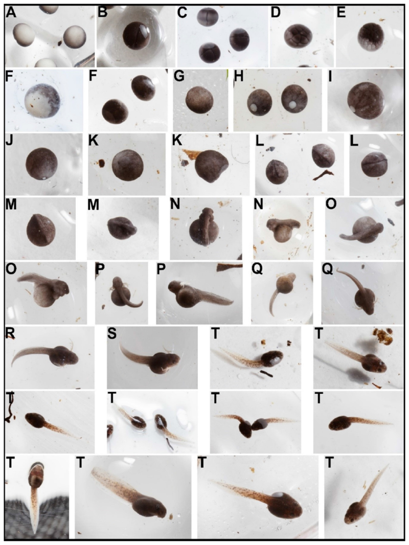 A comparative table for staging anuran embryos from terrestrial clutches based on the Brilliant-thighed Poison Frog, <i>Allobates femoralis</i> (Anura: Dendrobatidae).