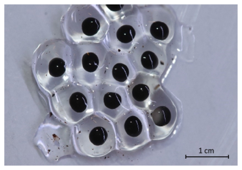A comparative table for staging anuran embryos from terrestrial clutches based on the Brilliant-thighed Poison Frog, <i>Allobates femoralis</i> (Anura: Dendrobatidae).
