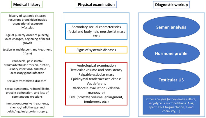 The impact of male factors and their correct and early diagnosis in the infertile couple's pathway: 2021 perspectives.