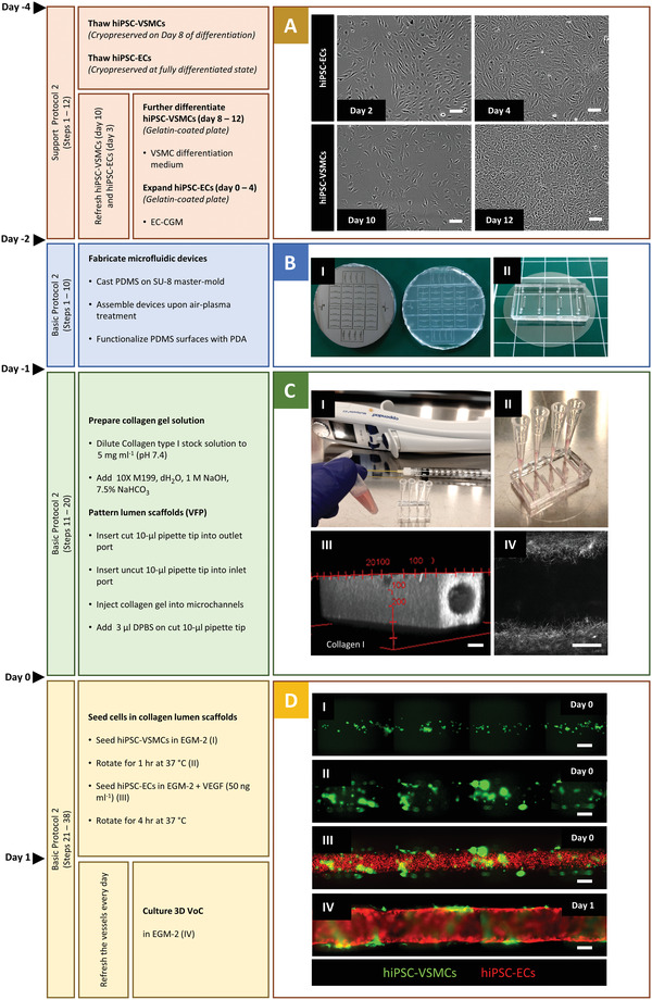 Three-Dimensional Vessels-on-a-Chip Based on hiPSC-derived Vascular Endothelial and Smooth Muscle Cells.