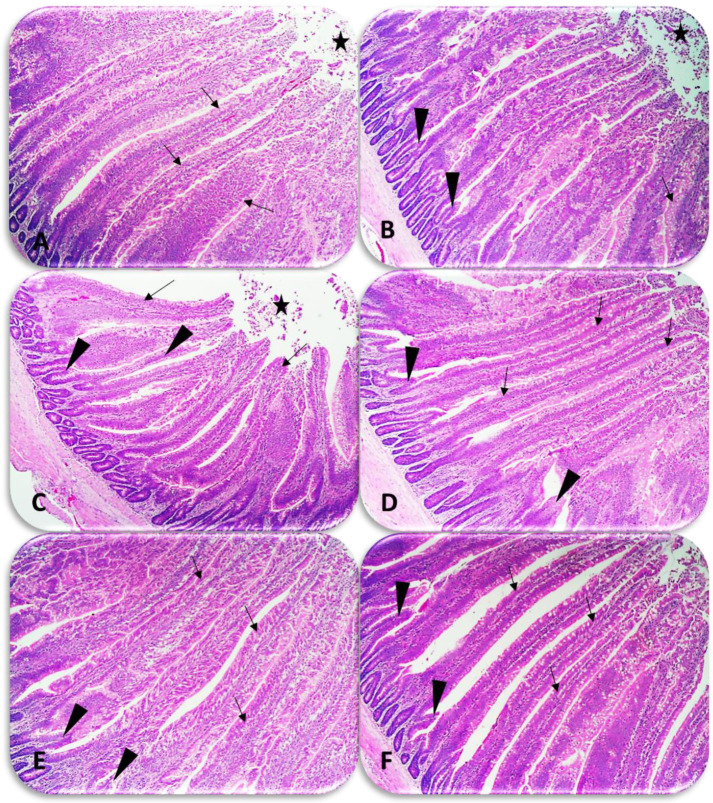 The Effect of Gum Arabic Supplementation on Growth Performance, Blood Indicators, Immune Response, Cecal Microbiota, and the Duodenal Morphology of Broiler Chickens.