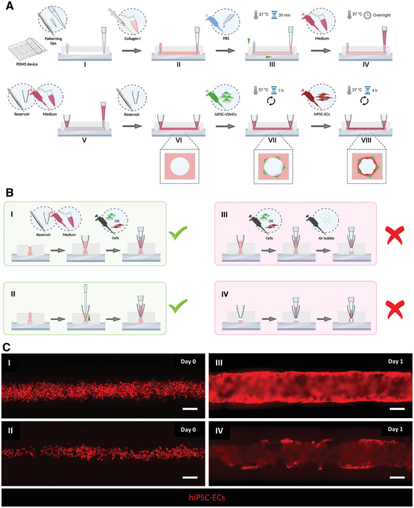 Three-Dimensional Vessels-on-a-Chip Based on hiPSC-derived Vascular Endothelial and Smooth Muscle Cells.