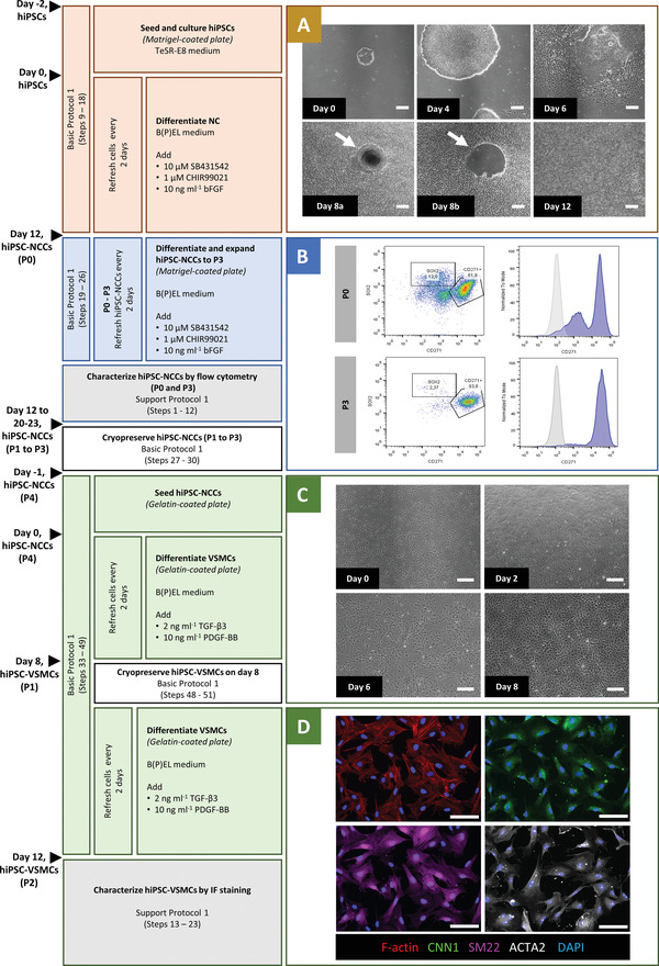 Three-Dimensional Vessels-on-a-Chip Based on hiPSC-derived Vascular Endothelial and Smooth Muscle Cells.