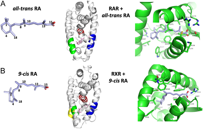 Retinoic acid receptor structures: the journey from single domains to full-length complex.