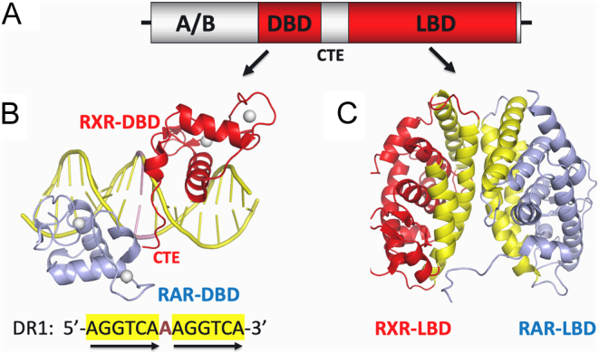 Retinoic acid receptor structures: the journey from single domains to full-length complex.