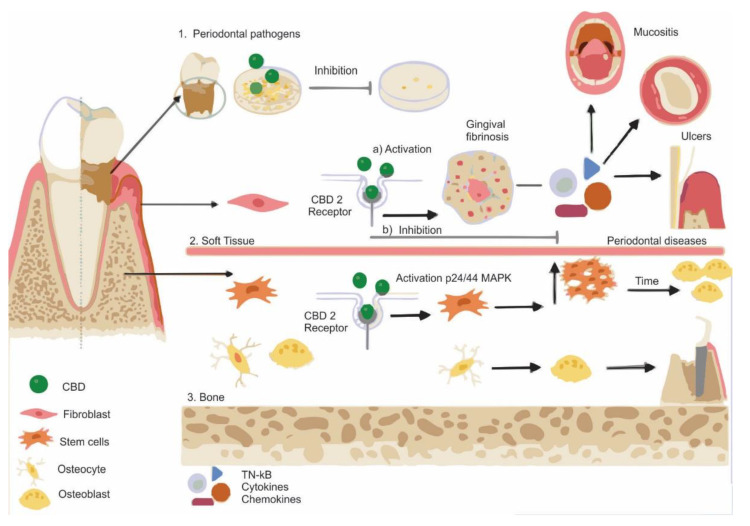Cannabidiol in Dentistry: A Scoping Review.