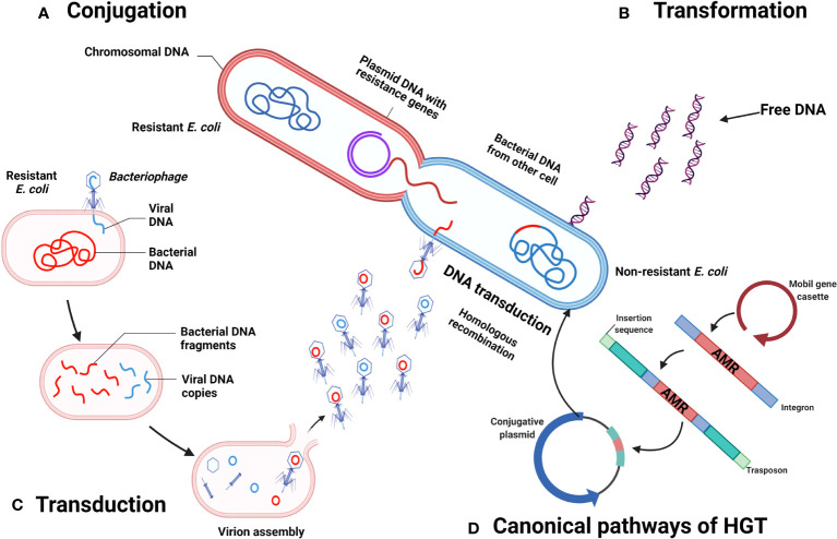 The synergistic interaction of systemic inflammation, dysbiosis and antimicrobial resistance promotes growth restriction in children with acute severe malnutrition: An emphasis on <i>Escherichia coli</i>.