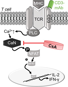 Taste-Associative Learning in Rats: Conditioned Immunosuppression with Cyclosporine A to Study the Neuro-Immune Network.