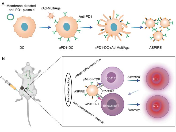 Leveraging biomimetic synthesis strategy for next-generation dendritic cell nanovaccines.
