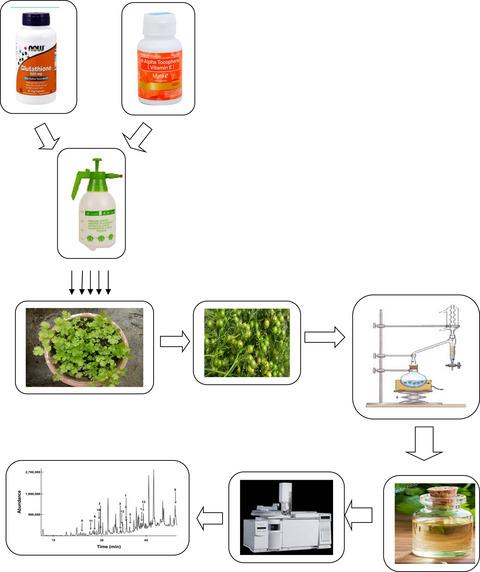 Effect of glutathione and α-tocopherol on coriander green fruits essential oil