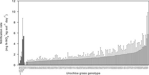 Phenotyping of Urochloa humidicola grass hybrids for agronomic and environmental performance in the Piedmont region of the Orinoquian savannas of Colombia