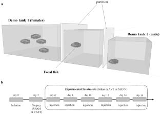 Interaction between vasotocin and gonadal hormones in the regulation of reproductive behavior in a cichlid fish