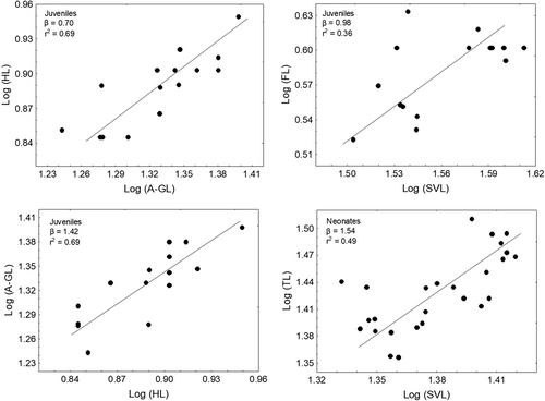 Reproductive traits and change in body shape of neonates in the Oak Forest Skink, Plestiodon lynxe