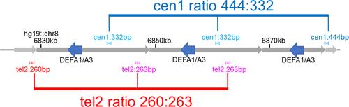 Segregation analysis identifies specific alpha-defensin (DEFA1A3) SNP–CNV haplotypes in predisposition to IgA nephropathy