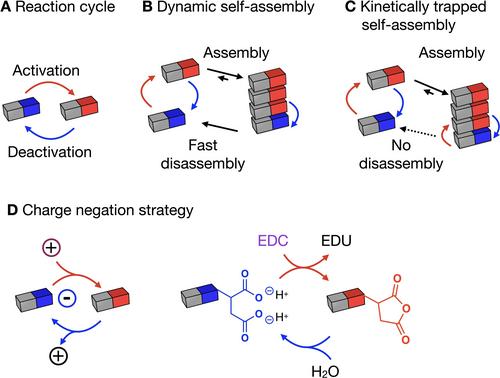 Tuning the Kinetic Trapping in Chemically Fueled Self-Assembly**