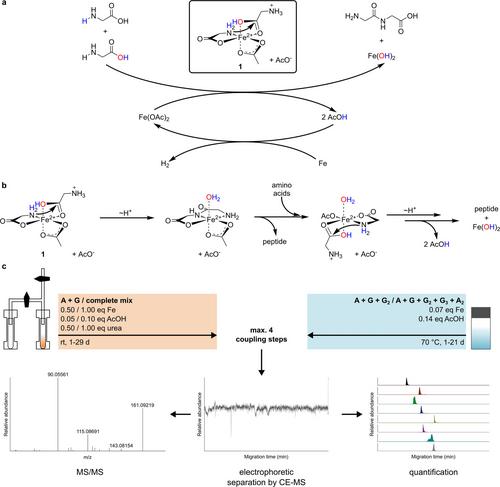 Iron-Mediated Peptide Formation in Water and Liquid Sulfur Dioxide under Prebiotically Plausible Conditions**