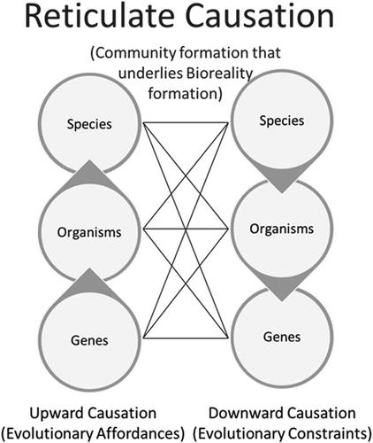 Reticulate evolution underlies synergistic trait formation in human communities