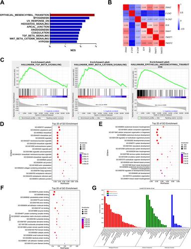 The prognostic marker elastin correlates with epithelial–mesenchymal transition and vimentin-positive fibroblasts in gastric cancer