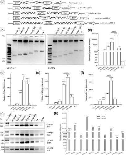 An Improved Model for Circular RNA Overexpression: Using the Actin Intron Reveals High Circularization Efficiency