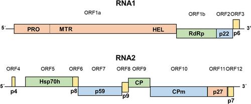 Tomato chlorosis virus, a promiscuous virus with multiple host plants and whitefly vectors