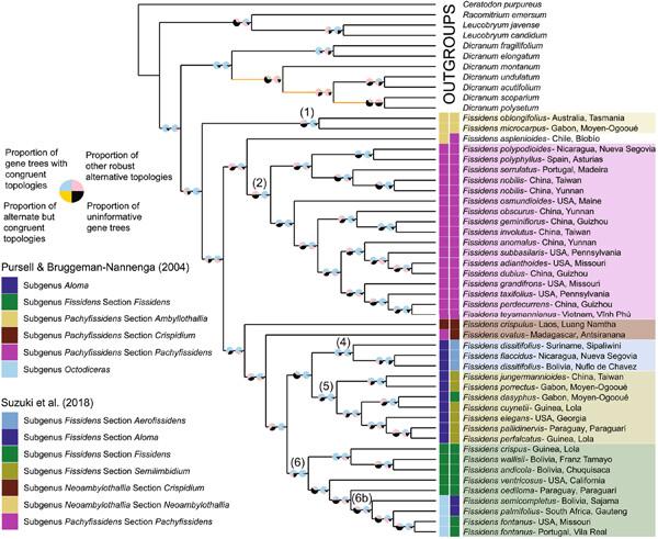 Exploring morphological evolution in relation to habitat moisture in the moss genus Fissidens using molecular data generated from herbarium specimens