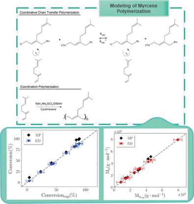 β-Myrcene Coordination Polymerization: Experimental and Kinetic Modeling Study