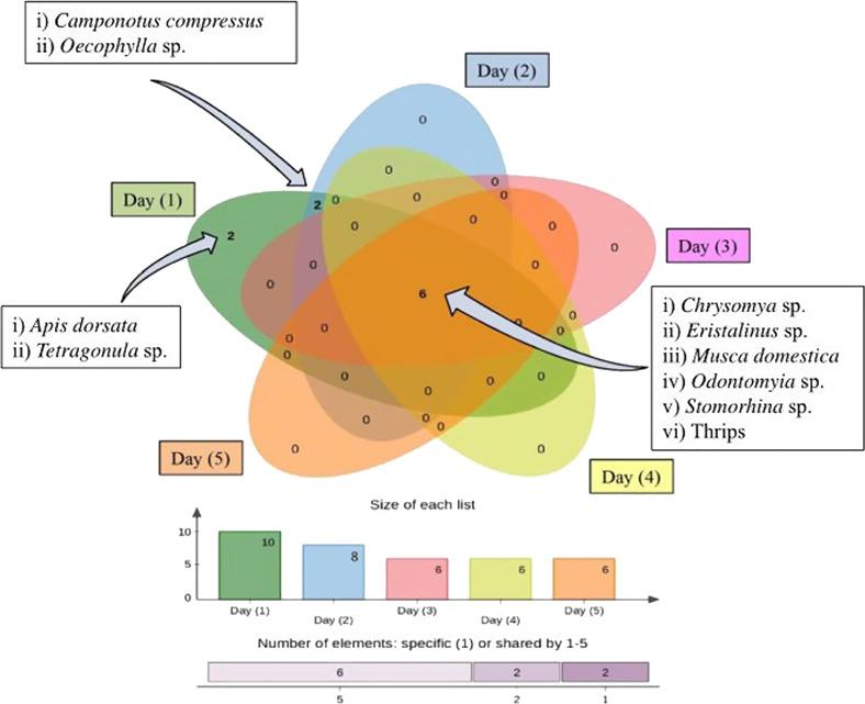 Flower-visitor diversity and pollination of Indian olive (Elaeocarpus floribundus Blume)