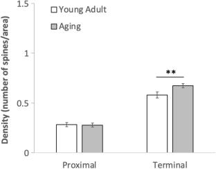 The Influence of Environmental Enrichment on Affective and Neural Consequences of Social Isolation Across Development