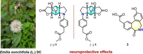 Stereochemical insights into neuroprotective alkaloids from the aerial parts of Emilia sonchifolia