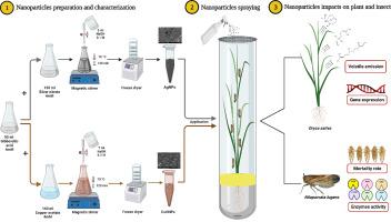 Silver and copper-oxide nanoparticles prepared with GA3 induced defense in rice plants and caused mortalities to the brown planthopper, Nilaparvata lugens (Stål)