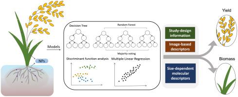 Prediction models on biomass and yield of rice affected by metal (oxide) nanoparticles using nano-specific descriptors