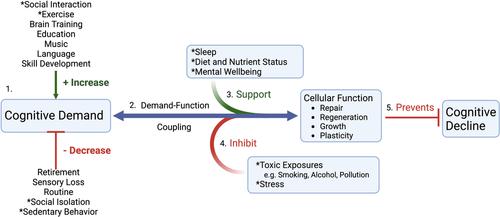 Is the lack of appropriate cognitive demand the primary driver of dementia risk?