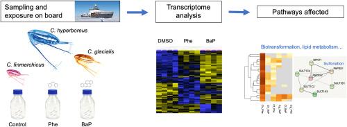 Transcriptome responses in copepods Calanus finmarchicus, Calanus glacialis and Calanus hyperboreus exposed to phenanthrene and benzo[a]pyrene