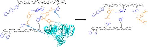 Enzymatic Cleavage of Diferuloyl Cross-Links in Corn Bran Arabinoxylan by Two Bacterial Feruloyl Esterases