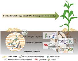 Succession of the soil bacterial community as resource utilization shifts from plant residues to rhizodeposits