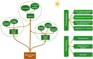 Artificial light-harvesting systems and their applications in photocatalysis and cell labeling