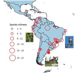 Large-scale variations of raptor communities in urban green spaces of neotropical cities