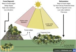 Edges as hotspots and drivers of forest cover change in a tropical landscape