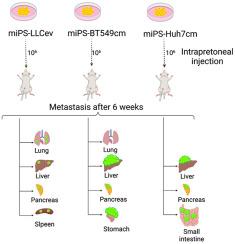 A comparative study of metastatic potentials of three different cancer stem cell models