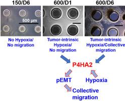 P4HA2: A link between tumor-intrinsic hypoxia, partial EMT and collective migration