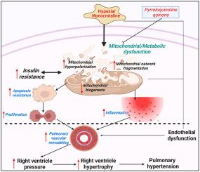 Pyrroloquinoline quinone (PQQ) improves pulmonary hypertension by regulating mitochondrial and metabolic functions