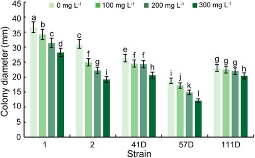 Growth performance of different Epichloë sinensis strains on media with different additives