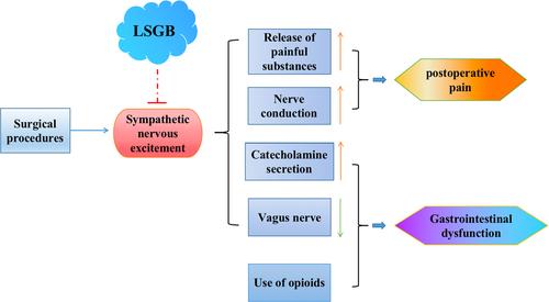 Efficacy of the lumbar sympathetic ganglion block in lower limb pain and its application prospects during the perioperative period