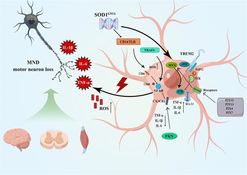 Microglia in motor neuron disease: Signaling evidence from last 10 years