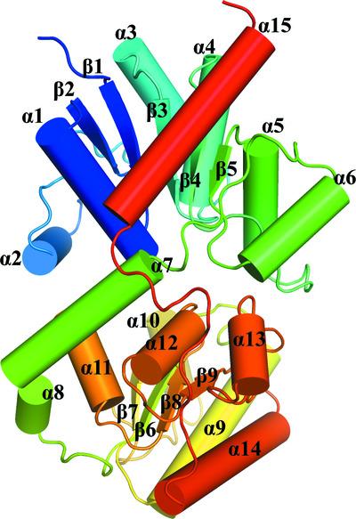 Crystal structure of the capsular polysaccharide-synthesis enzyme CapG from Staphylococcus aureus